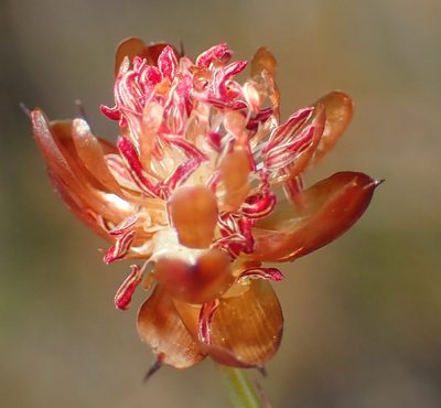 Mastersiella purpurea, photographed by Nicola van Berkel