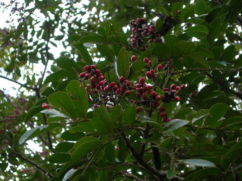 Mosquitoxylum jamaicense, photographed by Neptalí Ramírez Marcial