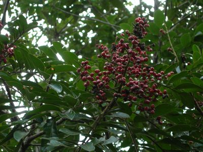 Mosquitoxylum jamaicense, photographed by Neptalí Ramírez Marcial