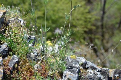 Galium glaucum, photographed by Pavel Kacl