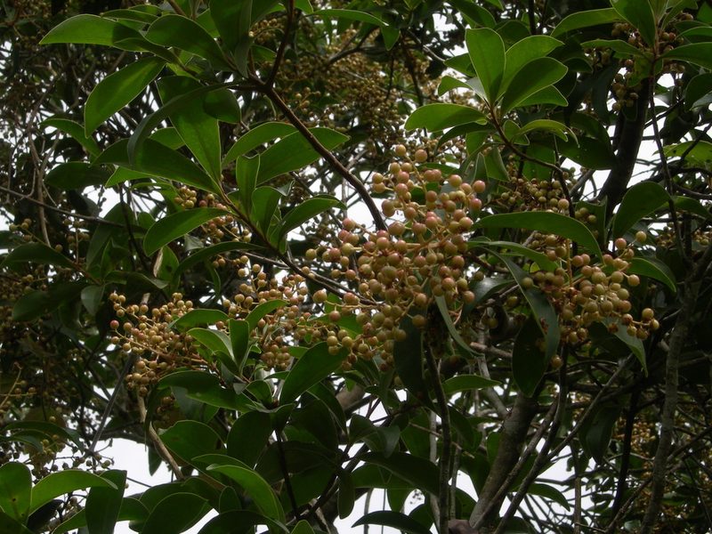 Ardisia bracteosa, photographed by Neptalí Ramírez Marcial