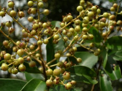 Ardisia bracteosa, photographed by Neptalí Ramírez Marcial