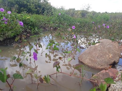 Ipomoea asarifolia, photographed by Paulo Nogueira