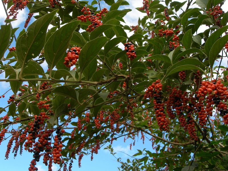 Citharexylum crassifolium, photographed by Neptalí Ramírez Marcial