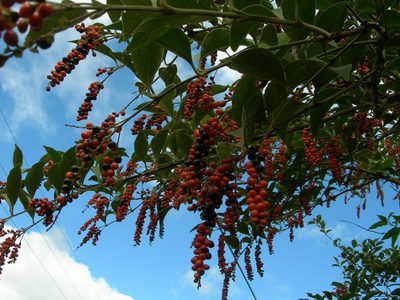 Citharexylum crassifolium, photographed by Neptalí Ramírez Marcial