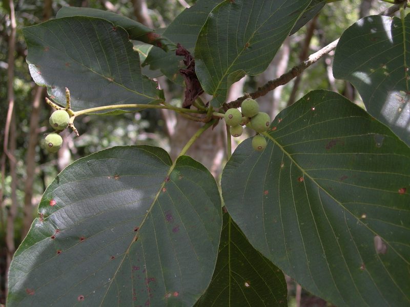 Guettarda combsii, photographed by Neptalí Ramírez Marcial