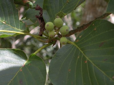 Guettarda combsii, photographed by Neptalí Ramírez Marcial