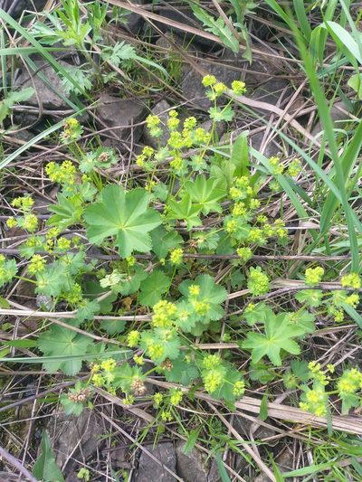 Alchemilla filicaulis, photographed by Dmitriy Bochkov