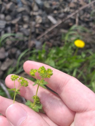 Alchemilla filicaulis, photographed by Dmitriy Bochkov