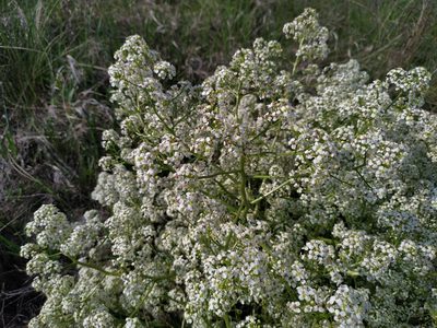 Crambe tataria, photographed by Богдан Кученко
