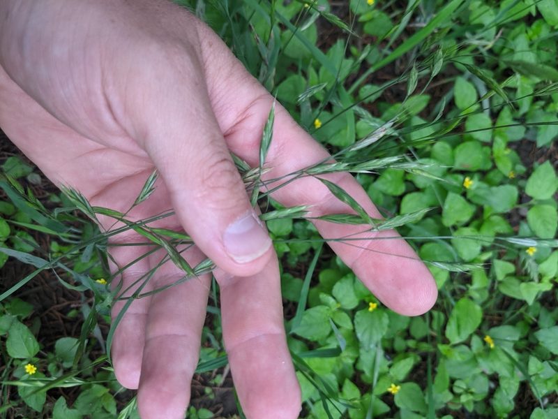Bromus texensis, photographed by Cleveland Powell