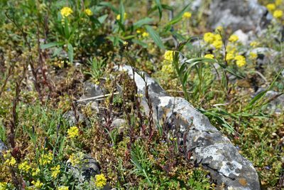 Camelina microcarpa, photographed by Pavel Kacl