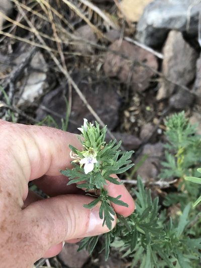 Teucrium coahuilanum, photographed by Brooke Smith