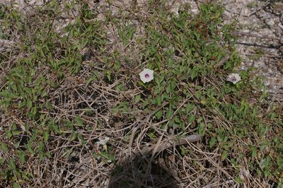 Ipomoea incarnata, photographed by Don Johnston