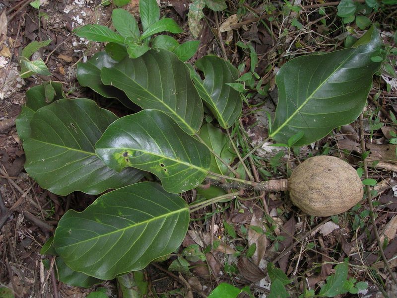 Magnolia perezfarrerae, photographed by Neptalí Ramírez Marcial