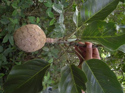 Magnolia perezfarrerae, photographed by Neptalí Ramírez Marcial