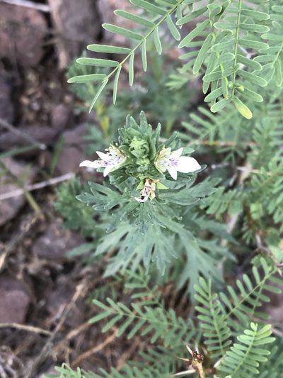 Teucrium coahuilanum, photographed by Brooke Smith