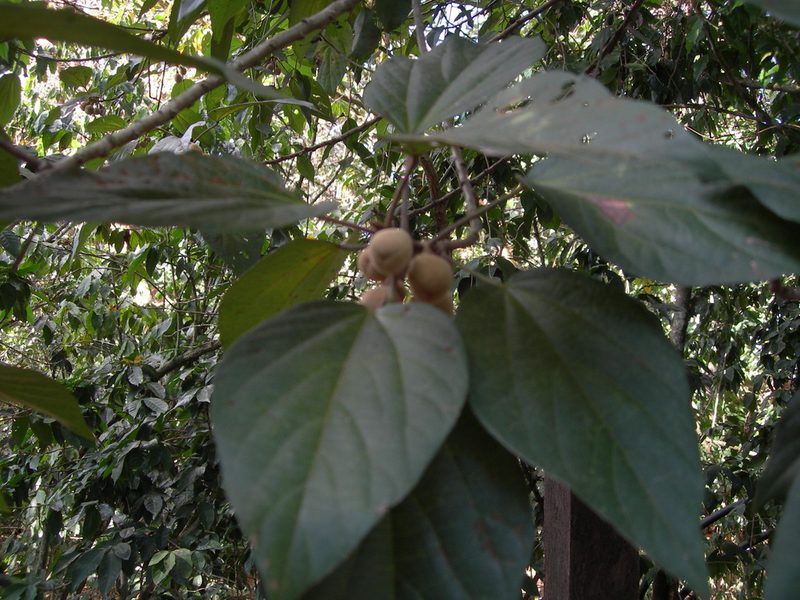 Hampea longipes, photographed by Neptalí Ramírez Marcial