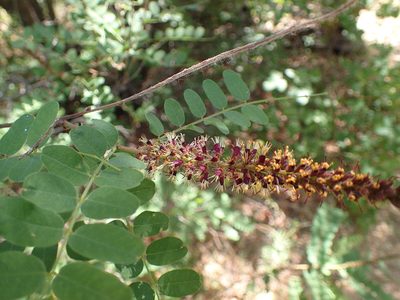 Amorpha californica, photographed by George Williams