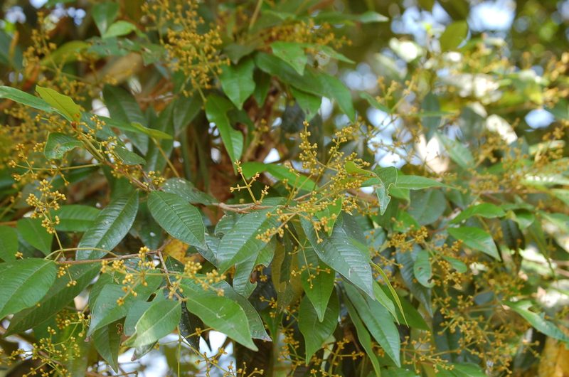Myrcia neovenulosa, photographed by Neptalí Ramírez Marcial