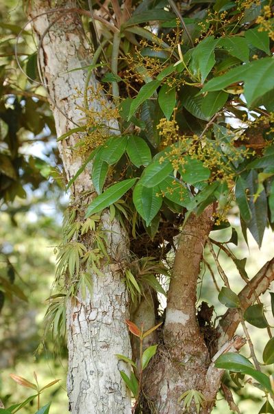 Myrcia neovenulosa, photographed by Neptalí Ramírez Marcial