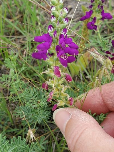 Dalea lasiathera, photographed by Jo Roberts