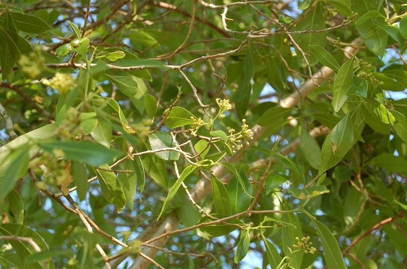 Daphnopsis americana, photographed by Neptalí Ramírez Marcial