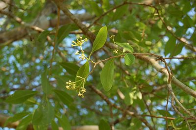 Daphnopsis americana, photographed by Neptalí Ramírez Marcial