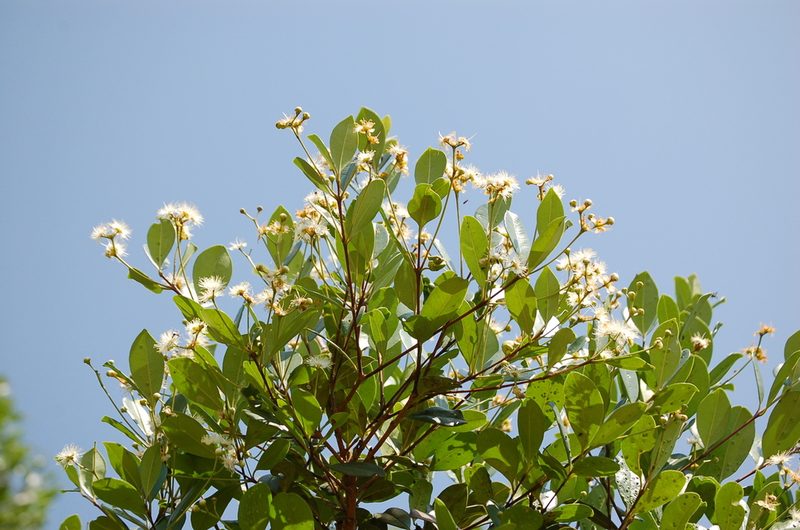 Eugenia acapulcensis, photographed by Neptalí Ramírez Marcial