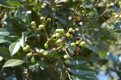 Matayba oppositifolia, photographed by Neptalí Ramírez Marcial