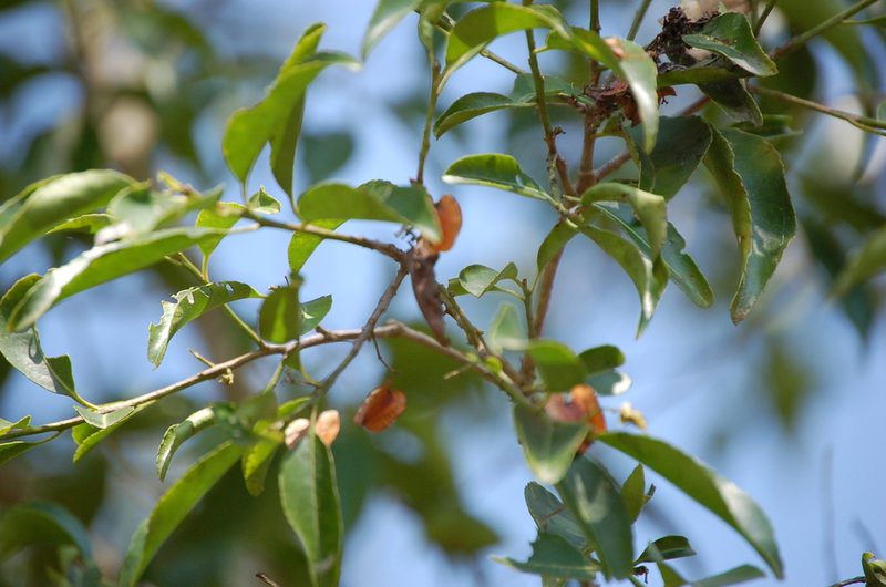 Wimmeria bartlettii, photographed by Neptalí Ramírez Marcial