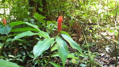 Costus pulverulentus, photographed by John Abrams