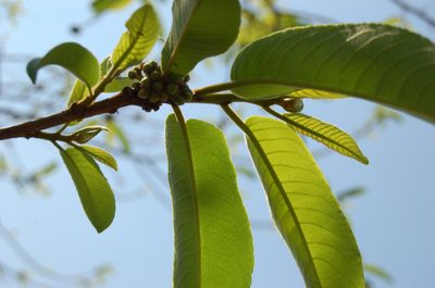 Casearia laetioides, photographed by Neptalí Ramírez Marcial