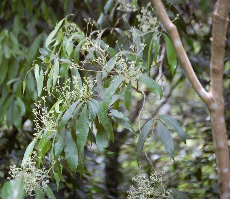 Orthion malpighiifolium, photographed by Neptalí Ramírez Marcial