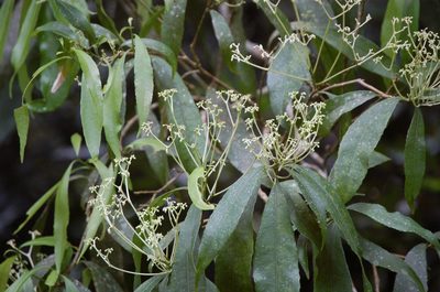 Orthion malpighiifolium, photographed by Neptalí Ramírez Marcial