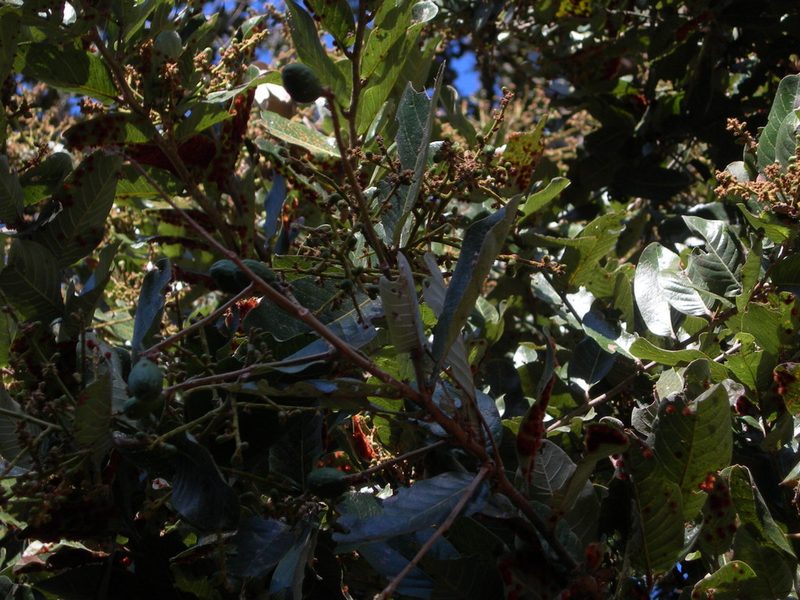 Microdesmia arborea, photographed by Neptalí Ramírez Marcial
