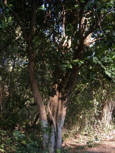 Microdesmia arborea, photographed by Neptalí Ramírez Marcial