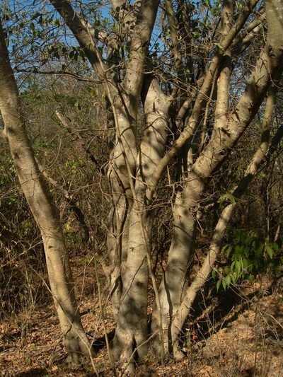 Maclura tinctoria, photographed by Neptalí Ramírez Marcial
