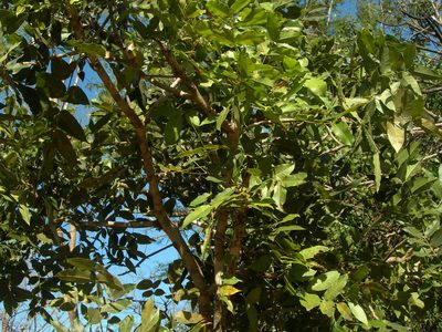 Swietenia humilis, photographed by Neptalí Ramírez Marcial