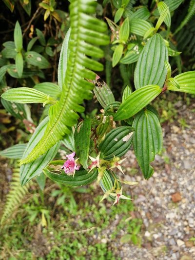 Monochaetum lineatum, photographed by GERMAN LEONEL SARMIENTO CRUZ