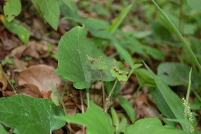 Dorstenia contrajerva, photographed by Neptalí Ramírez Marcial