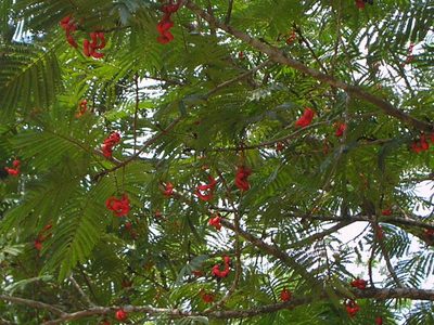 Cojoba arborea, photographed by Neptalí Ramírez Marcial