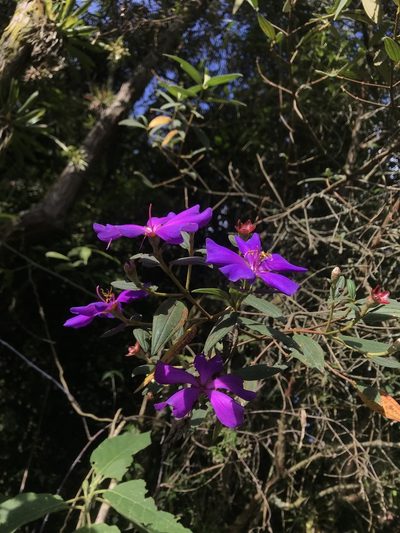 Andesanthus paleaceus, photographed by Nicolás Baresch Uribe