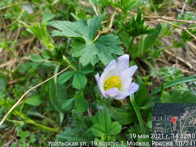 Pulsatilla violacea, photographed by Екатерина Гущина