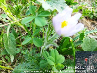 Pulsatilla violacea, photographed by Екатерина Гущина