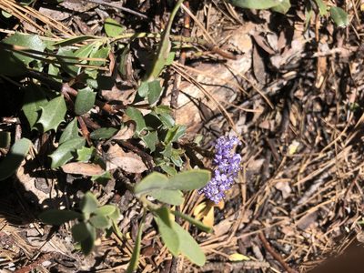Ceanothus prostratus, photographed by Amelia Tauber