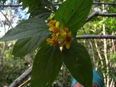 Perymenium grande, photographed by Neptalí Ramírez Marcial