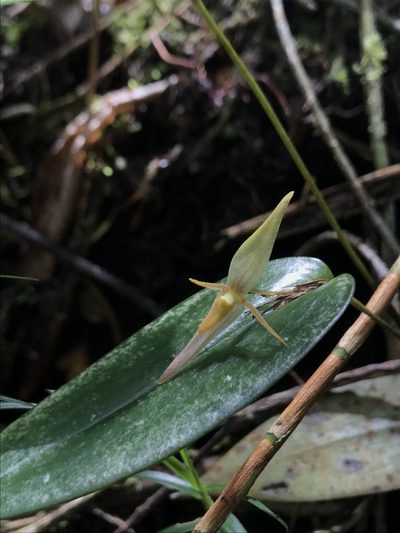 Pleurothallis killipii, photographed by Nicolás Baresch Uribe