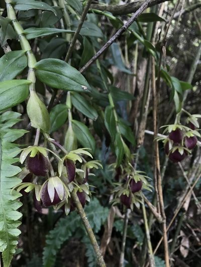 Epidendrum megalospathum, photographed by Nicolás Baresch Uribe