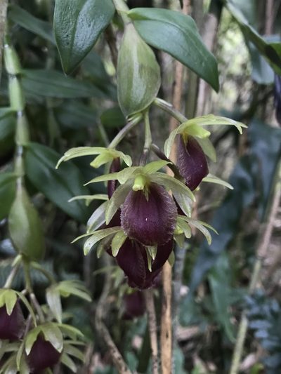 Epidendrum megalospathum, photographed by Nicolás Baresch Uribe